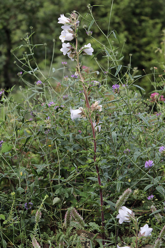 Campanula medium albina